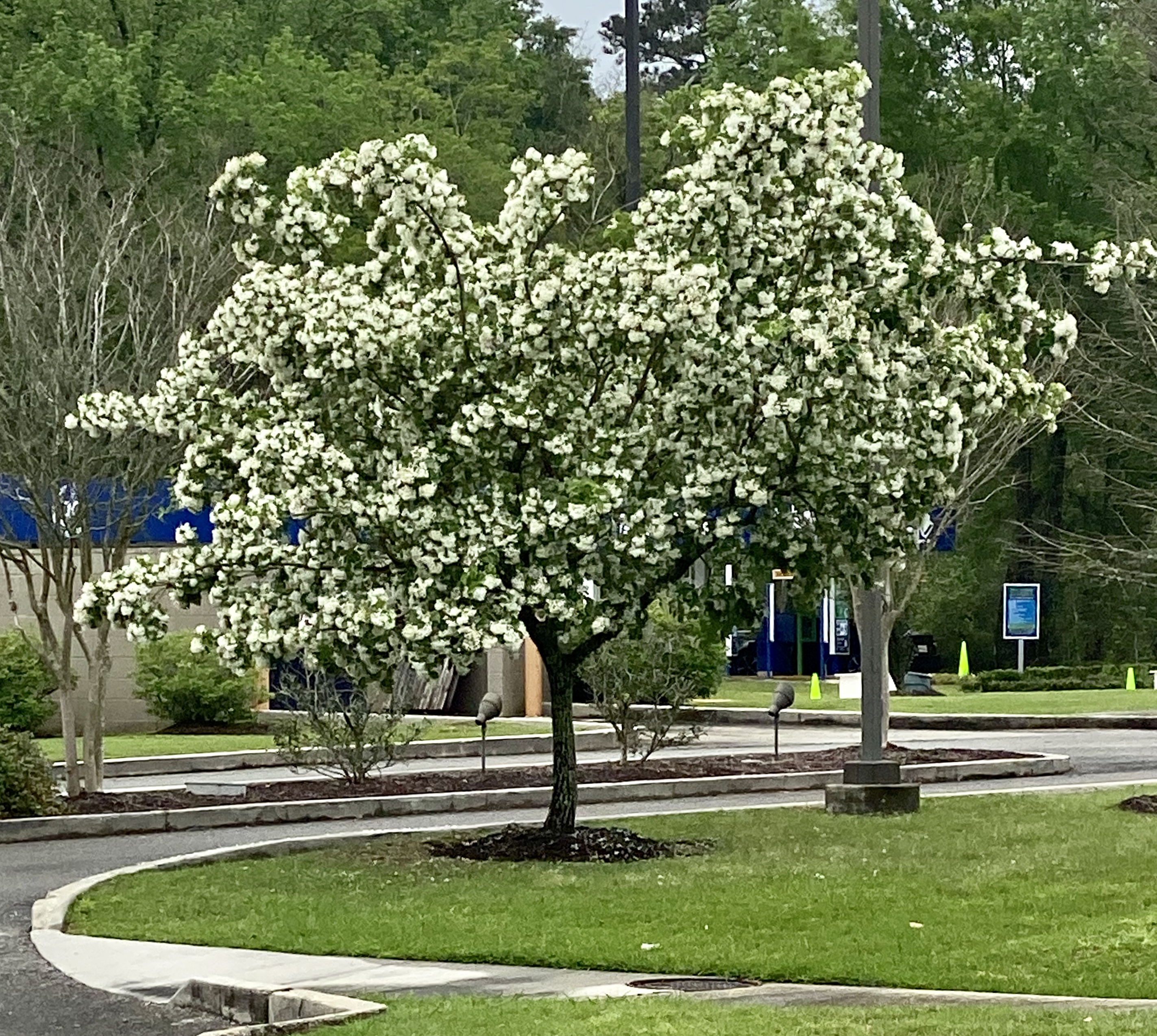 Want to get fancy? Add a little fringe and fragrance to your landscape